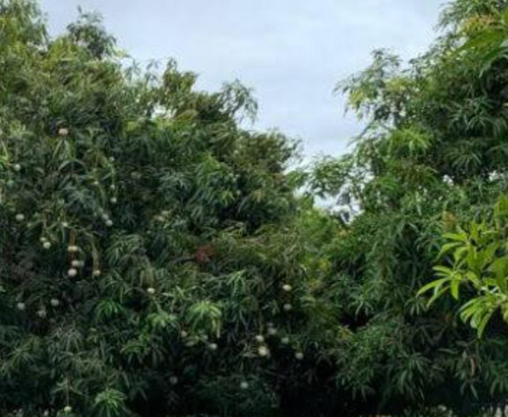  Agricultural Land 17 Acre for Sale in Tenkasi, Tirunelveli
