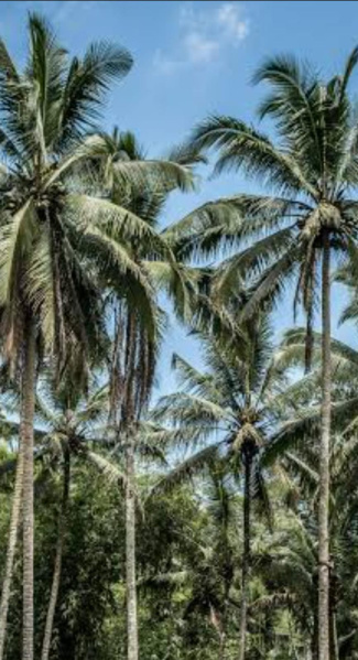  Agricultural Land 17 Acre for Sale in Tenkasi, Tirunelveli