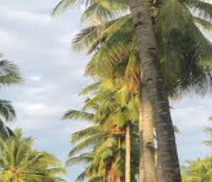  Agricultural Land 35 Acre for Sale in Kadayanallur, Tirunelveli