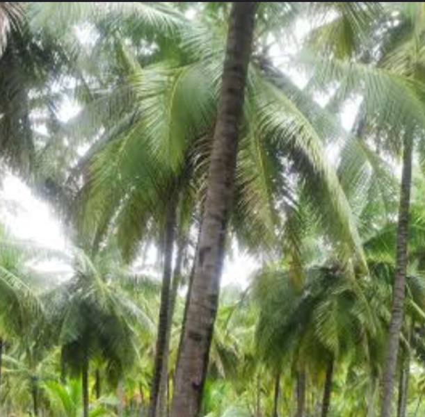  Agricultural Land 35 Acre for Sale in Kadayanallur, Tirunelveli