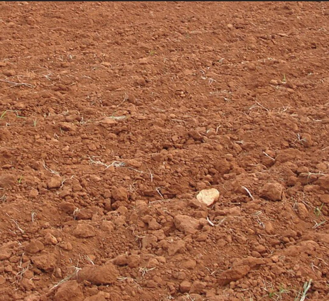  Agricultural Land 35 Acre for Sale in Kadayanallur, Tirunelveli