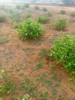  Agricultural Land for Sale in Nanguneri, Tirunelveli