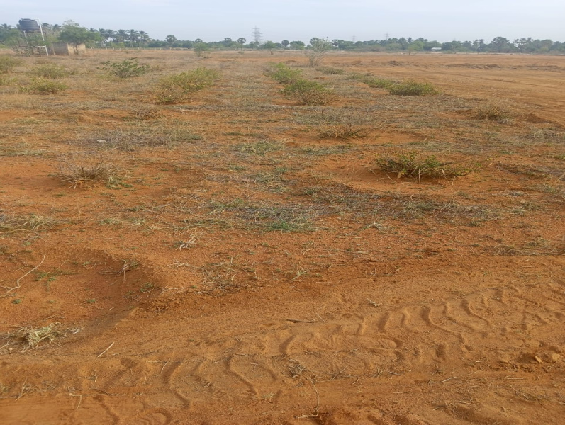  Agricultural Land 6 Acre for Sale in Nanguneri, Tirunelveli