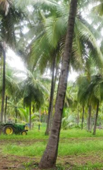  Agricultural Land for Sale in Vembakottai, Virudhunagar