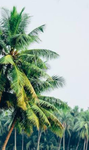  Agricultural Land 211 Acre for Sale in Vembakottai, Virudhunagar