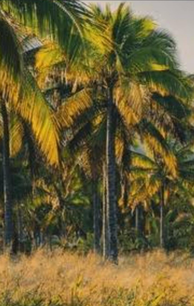  Agricultural Land 211 Acre for Sale in Vembakottai, Virudhunagar