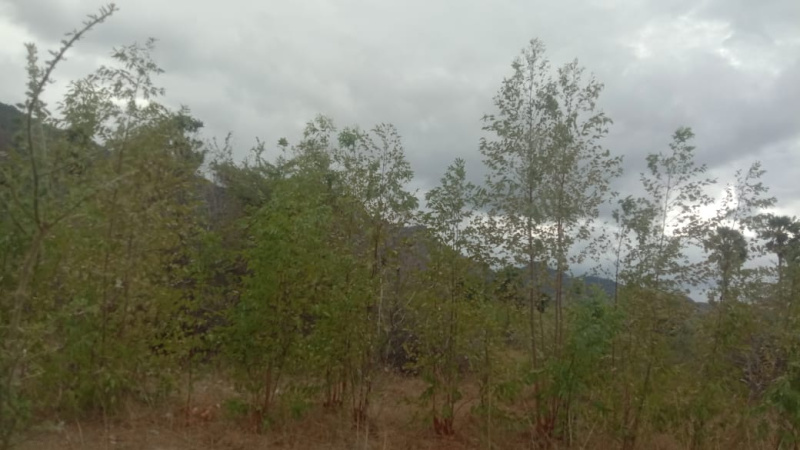  Agricultural Land 20 Acre for Sale in Tenkasi, Tirunelveli