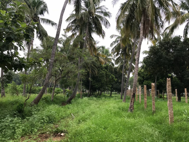  Agricultural Land 2 Acre for Sale in Karamadai, Coimbatore