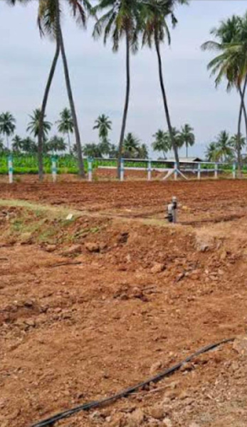  Agricultural Land 300 Acre for Sale in Sambavarvadakarai, Tirunelveli
