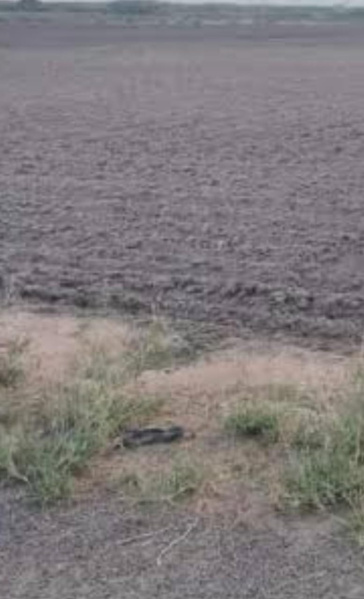  Agricultural Land 10 Acre for Sale in Abiramam, Ramanathapuram