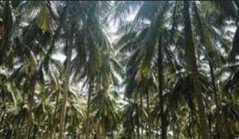 Agricultural Land for Sale in Kovilapalayam, Coimbatore
