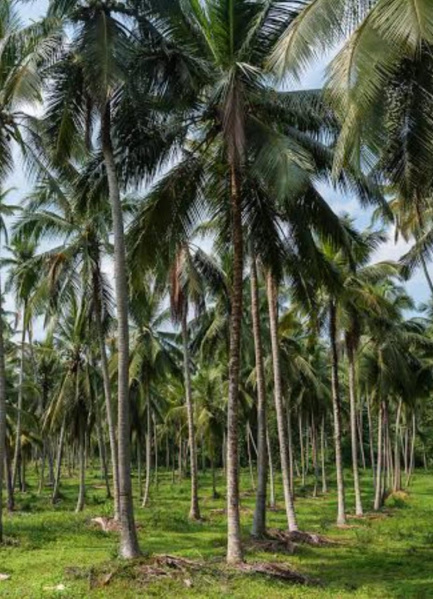  Agricultural Land 9 Acre for Sale in Kovilapalayam, Coimbatore