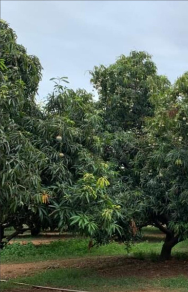  3 Acre Agricultural/Farm Land for Sale in Idaiyangudi, Tirunelveli