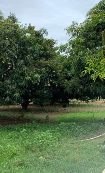  3 Acre Agricultural/Farm Land for Sale in Idaiyangudi, Tirunelveli