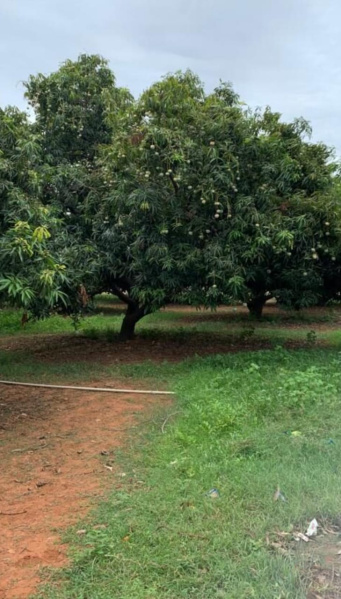  3 Acre Agricultural/Farm Land for Sale in Idaiyangudi, Tirunelveli