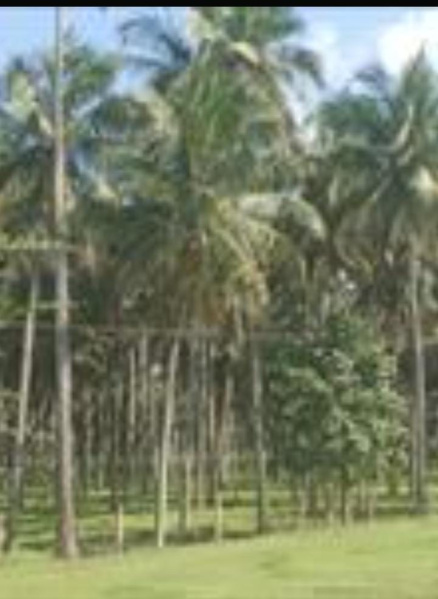  Agricultural Land 1 Acre for Sale in Thondamuthur, Coimbatore