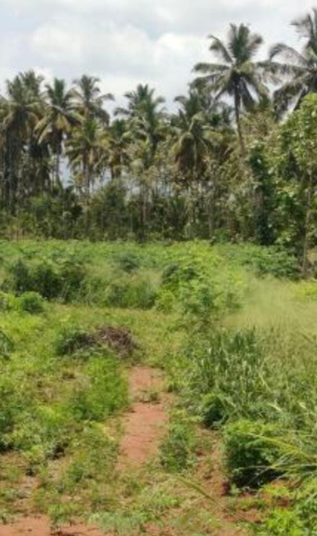  Agricultural Land 1 Acre for Sale in Thondamuthur, Coimbatore
