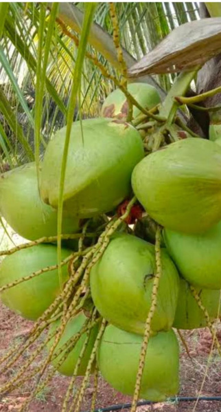  Agricultural Land 4 Acre for Sale in Pollachi, Coimbatore