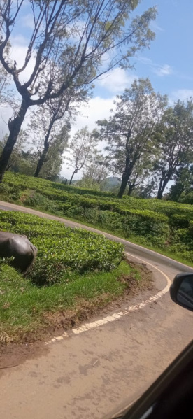  Industrial Land 597 Acre for Sale in Kotagiri, Ooty