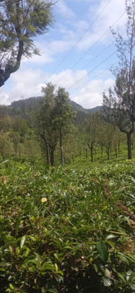  Industrial Land 597 Acre for Sale in Kotagiri, Ooty