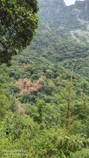  Industrial Land 750 Acre for Sale in Ketti, Nilgiris