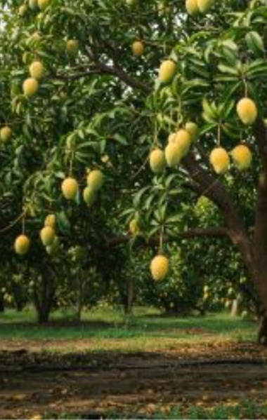  Agricultural Land 6 Acre for Sale in Pollachi, Coimbatore