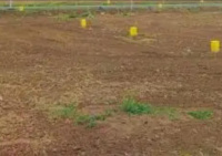 Residential Plot for Sale in Pallikaranai, Chennai