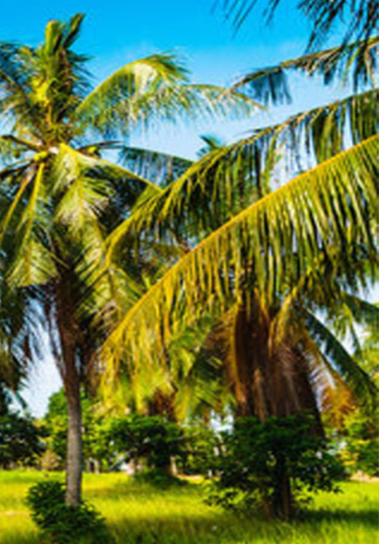  3 Acre Agricultural/Farm Land for Sale in Thondamuthur, Coimbatore