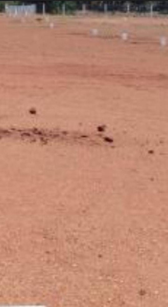  10 Acre Commercial Land for Sale in Thachanallur, Tirunelveli