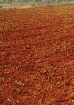  Agricultural Land for Sale in Perumalpuram, Tirunelveli