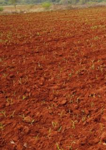 200 Acre Agricultural/Farm Land for Sale in Perumalpuram, Tirunelveli