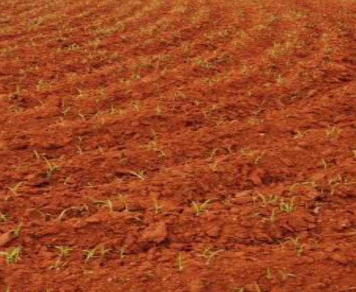  200 Acre Agricultural/Farm Land for Sale in Perumalpuram, Tirunelveli