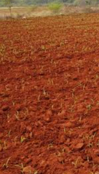  200 Acre Agricultural/Farm Land for Sale in Perumalpuram, Tirunelveli
