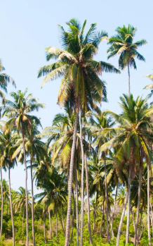  Agricultural Land for Sale in Sankarnagar, Tirunelveli