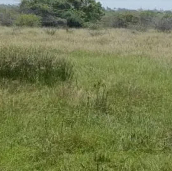  46 Cent Commercial Land for Sale in Thiruparankundram, Madurai