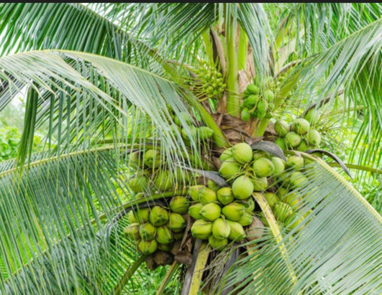  4 Acre Agricultural/Farm Land for Sale in Sivagiri, Tirunelveli