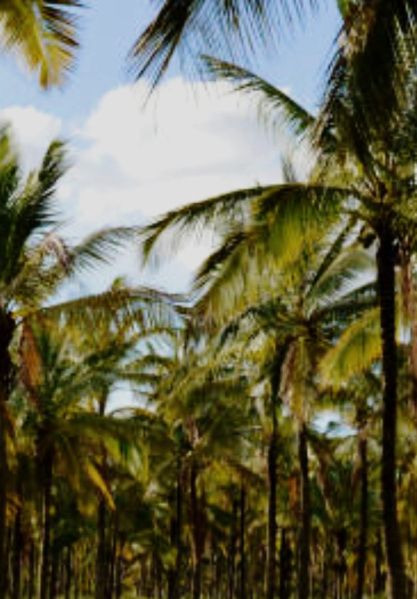  2 Acre Agricultural/Farm Land for Sale in Sivagiri, Tirunelveli