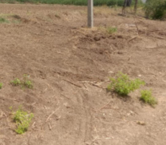  6 Acre Agricultural/Farm Land for Sale in Thanthoni, Karur