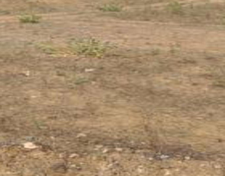  6 Acre Agricultural/Farm Land for Sale in Thanthoni, Karur