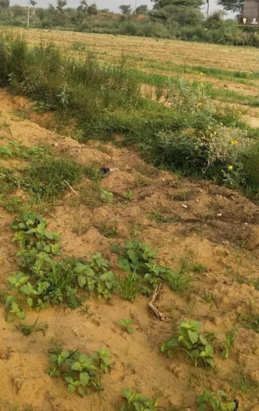  4 Acre Agricultural/Farm Land for Sale in Thanthoni, Karur