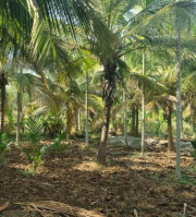 Agricultural Land for Sale in Sengalipalayam, Coimbatore