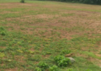 Agricultural Land for Sale in Thondamuthur, Coimbatore