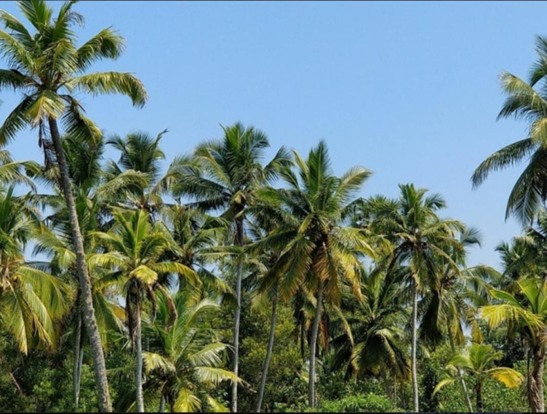  10 Acre Agricultural/Farm Land for Sale in Sivagiri, Tirunelveli