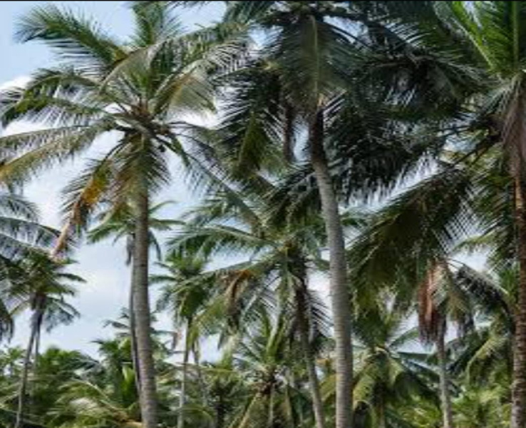  8 Acre Agricultural/Farm Land for Sale in Sivagiri, Tirunelveli