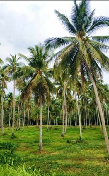  800 Acre Agricultural/Farm Land for Sale in Karungulam, Tirunelveli