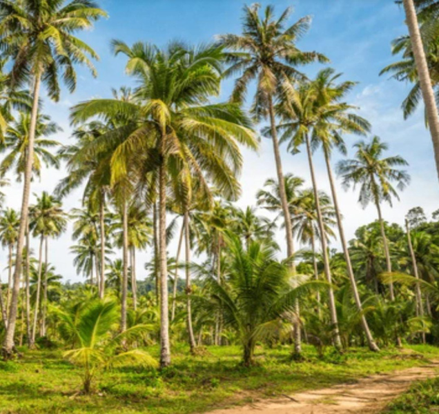  800 Acre Agricultural/Farm Land for Sale in Karungulam, Tirunelveli