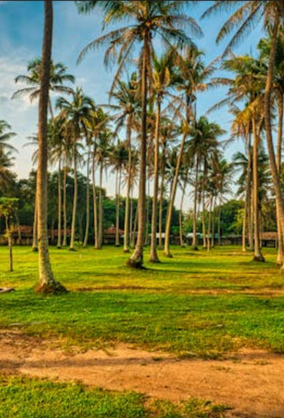  800 Acre Agricultural/Farm Land for Sale in Karungulam, Tirunelveli