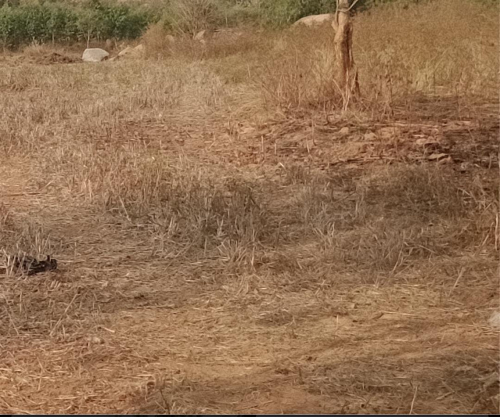  44 Acre Agricultural/Farm Land for Sale in Dodda, Banaswadi, Bangalore