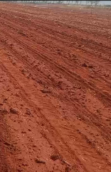  60 Acre Agricultural/Farm Land for Sale in Sankarankoil, Tirunelveli