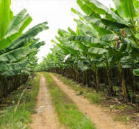  Agricultural Land for Sale in Sivagiri, Tirunelveli